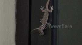 Cannibal lizard eats smaller lizard