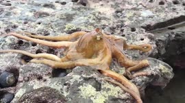 Octopus travels across dry reef