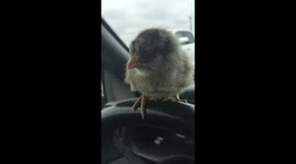 Chick falls off steering wheel