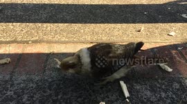 Australian Kookaburra 'kills' bread crust before eating it