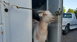 Castaway Goat