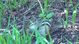 Close up video of a chipmunk burying nuts.