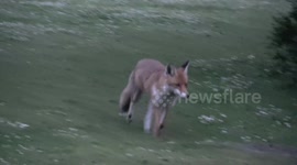 Fox Finding A Bone To Eat In A Park