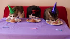 Cute cats celebrate their birthday