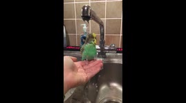 Budgie taking a shower under a tap