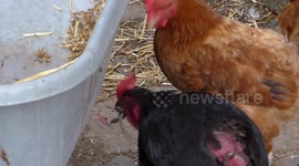 Cheeky duck steals dead rat from chickens and swallows it whole