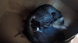 Cat Giving Birth
