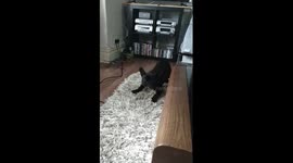 French bulldog puppy encounters a hairdryer for the first time