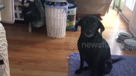 Adorable dog waits patiently for favorite toy