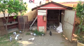 Beautiful Homie Pigeons