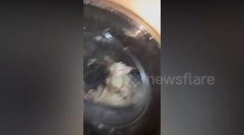 Drowning cat rescued alive from washing machine