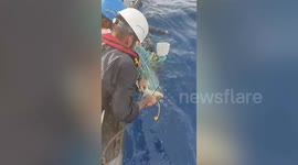 Coast guard rescues stranded turtle in India