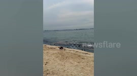 Singapore oil spill turns beach black threatening wildlife