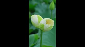 Twin lotus flowers spotted in China's Yunnan