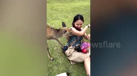 Hungry deer nudges tourist for snack