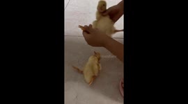 Chinese girl lulls ducklings to sleep with lullaby of own composition