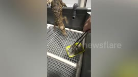 Amusing moment owner feeds hungry baby crocodile