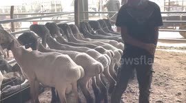 Curious tourists playfully pat fat-tailed sheep's bottoms