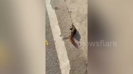Woman saves electrocuted squirrel with CPR