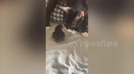 Pet cat takes little chick to play in bed