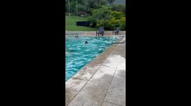 Poolside pursuit: Duck chases swimmer