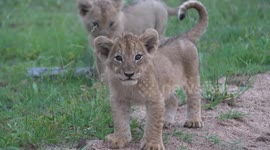 Lion cub pulls adorable innocent face after biting mother's tail