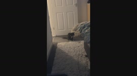 Playful kitten shows off 'crab walk' moves