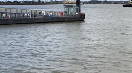 Rare footage of dolphins swimming in River Thames near Gravesend