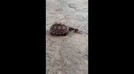 Slowest pursuit ever? Turtle chases after snail