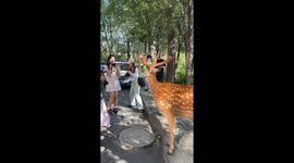 Wild sika deer greets tourists to ask for food in China