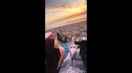 'Cock-a-Doodle-Doo!' Emotional support rooster sings at mesmerizing view of Melbourne Beach