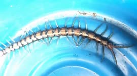 A giant centipede nearly 30cm long appeared in people's homes in Vietnam