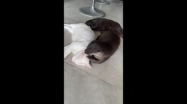 Mischievous otters playfully torment cat in Bali