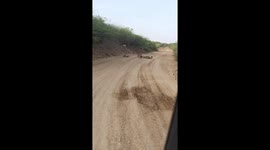 Motorist halted by pride of lions patrolling road in western India