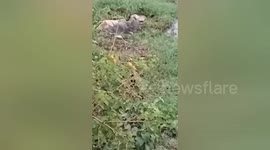 Social organization rescues cow stuck in central India pond