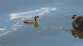 Grebes Tend to Their Young