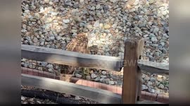USA: Hands Off Fawns in Colorado Springs to Save Them from Orphaned Fate
