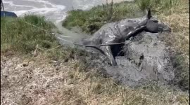 Guardia Civil heroes save exhausted horse in Cadiz, Spain