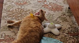 Butterfly Toy Gets All Up in Cat's Face