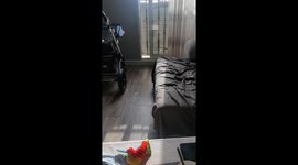 Dog Gets Himself Into Tricky Situation