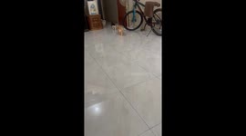 Kitties Walk Purr-fectly in Sync
