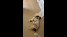 Dog owner forced to slide stubborn Shih Tzu across floor as pooch refuses to get up