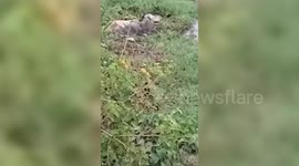 Cow rescued from pond by rescuers in central India