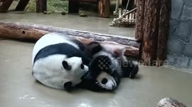 Cute clumsy panda cub receives massage and love bites from caring mum