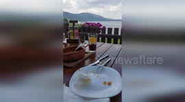 Sparrows gatecrash restaurant meal to snack on bread basket