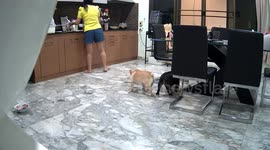 Pet owner saves her French bulldog choking on piece of apple