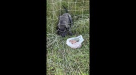 Stray dog stuck in goal net rescued by locals in Thailand