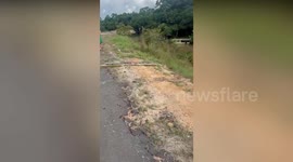 Giant anaconda that survived machete attack brings traffic to standstill