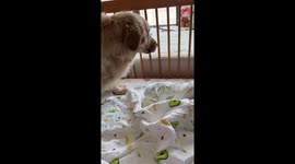 Doting Golden Retriever just wants a look at newborn baby