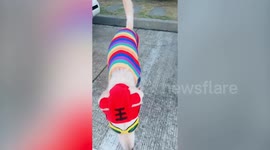 Dog in rainbow costume and sunglasses celebrates LGBT pride month